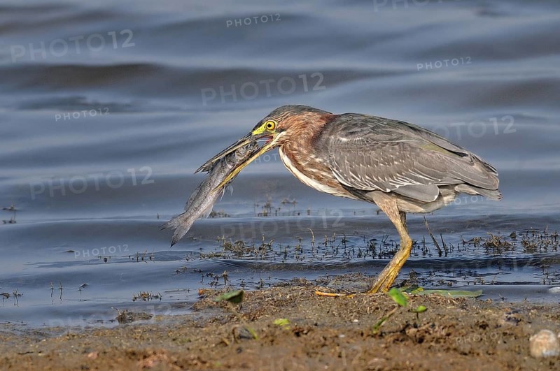 Green heron (butorides virescens) with prey