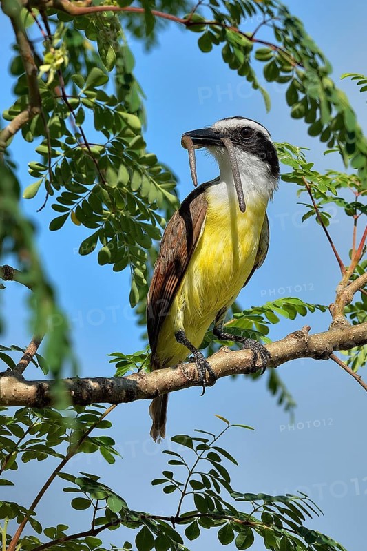 Great kiskadee (pitangus sulphuratus) with worm