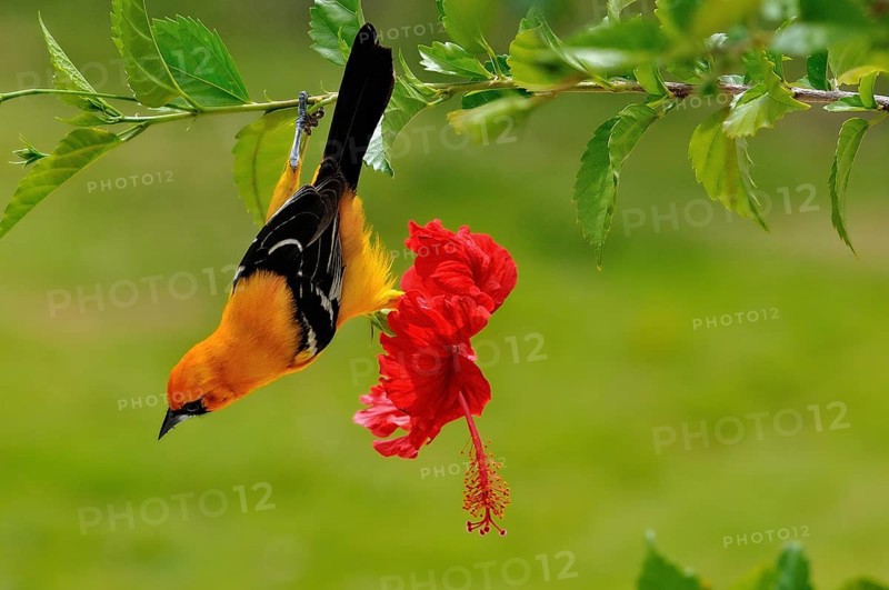 Altamira oriole (Icterus gularis)