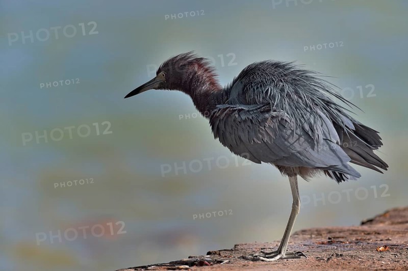 Little Blue Heron (Egretta caerulea)