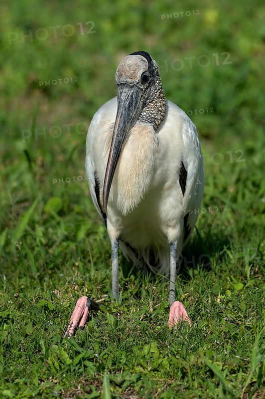 Wood Stork (Mycteria americana) sitting in grass