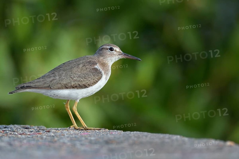 Spotted sandpiper (Actitis macularius) standing on ground