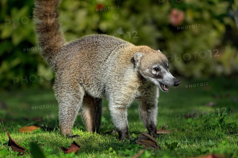 White-nosed coati (Nasua narica)