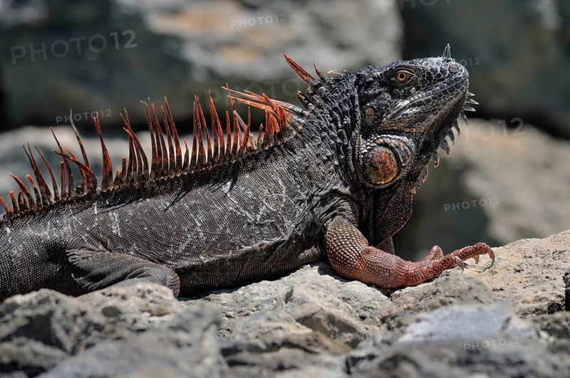 Green Iguana (Iguana iguana) on rock