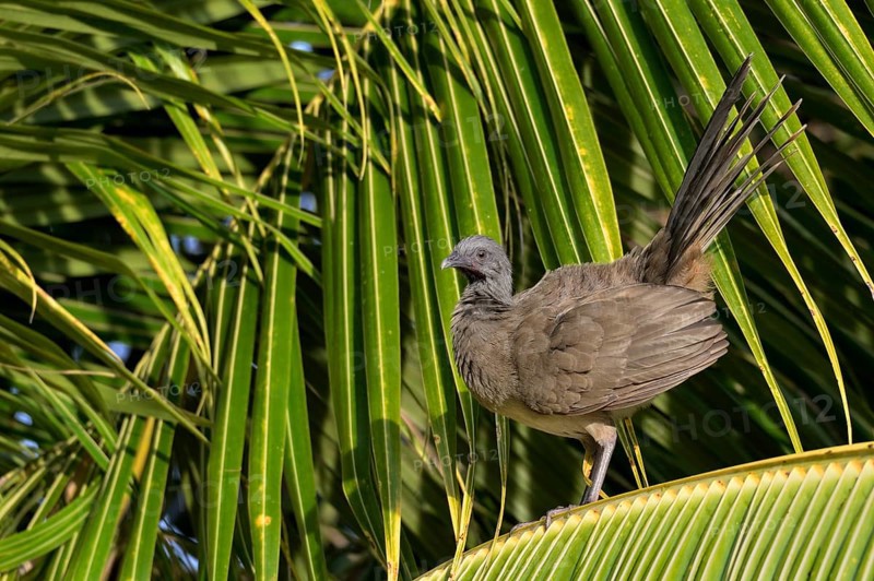 Plain Chachalaca (Ortalis vetula) on a palm leave