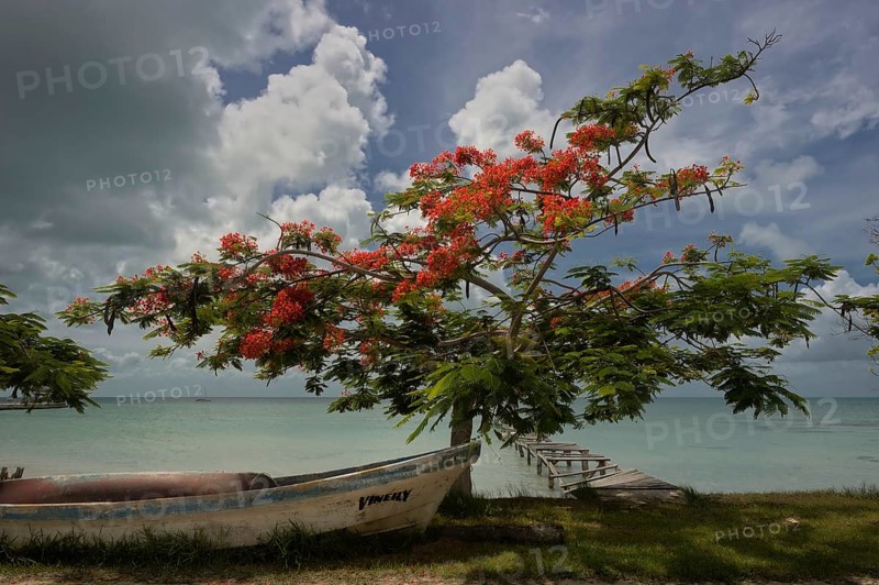 Boat at Flamboyant tree (Delonix regia) under a cloudy sky