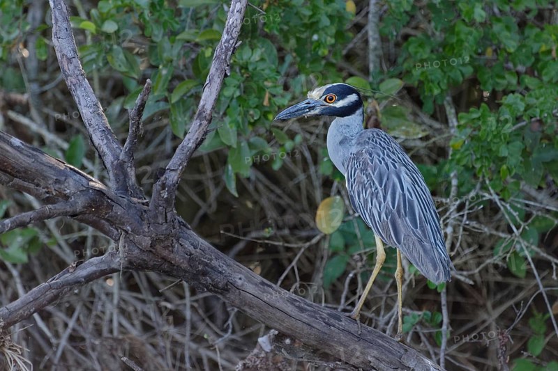 Yellow-crowned night heron (Nyctanassa violacea)