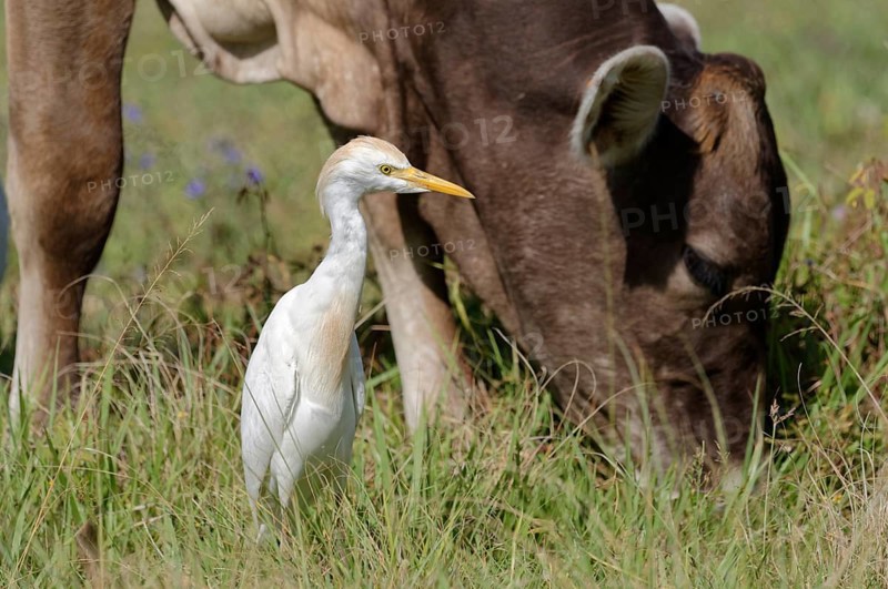 Cattle Egret (Bubulcus ibis) near a cow