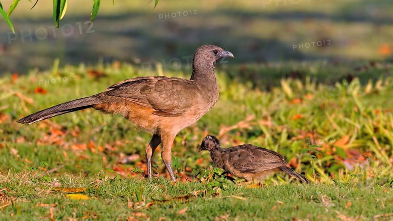 Plain Chachalaca (Ortalis vetula)