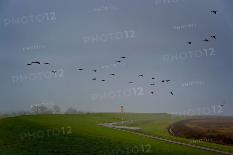 Barnacle geese fly over a lighthouse