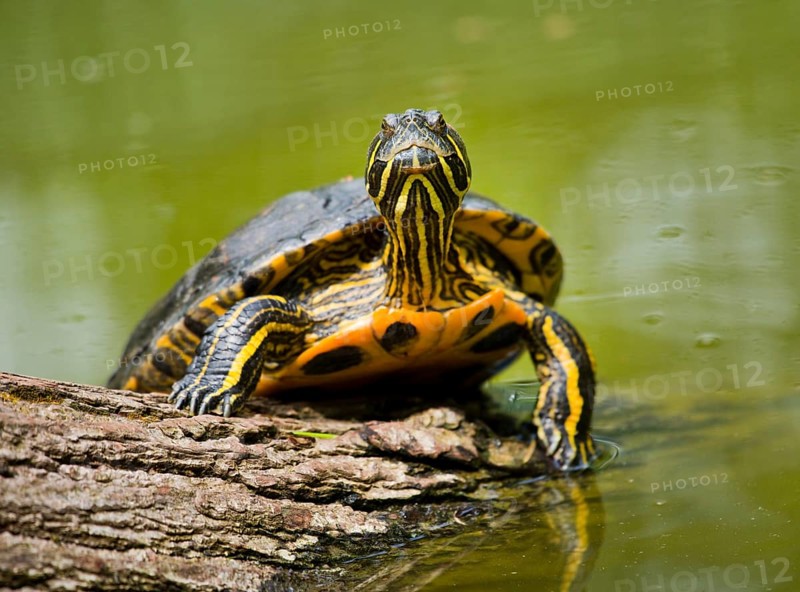 Red-eared slider (Trachemys scripta elegans) sunbathing