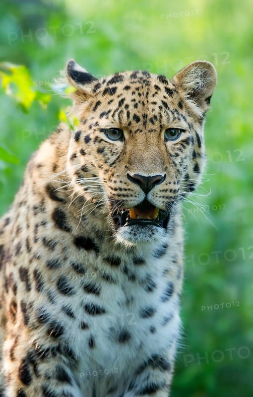 Far Eastern or Amur leopard (Panthera pardus orientalis)