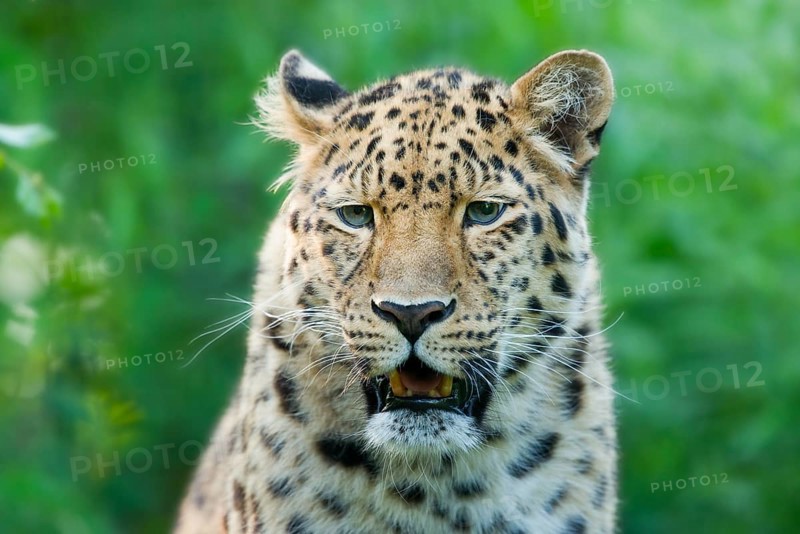 Far Eastern or Amur leopard (Panthera pardus orientalis)