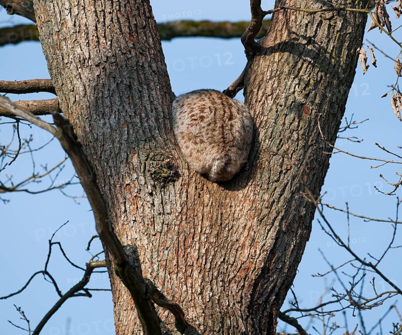 Eurasian lynx (Lynx lynx) in tree