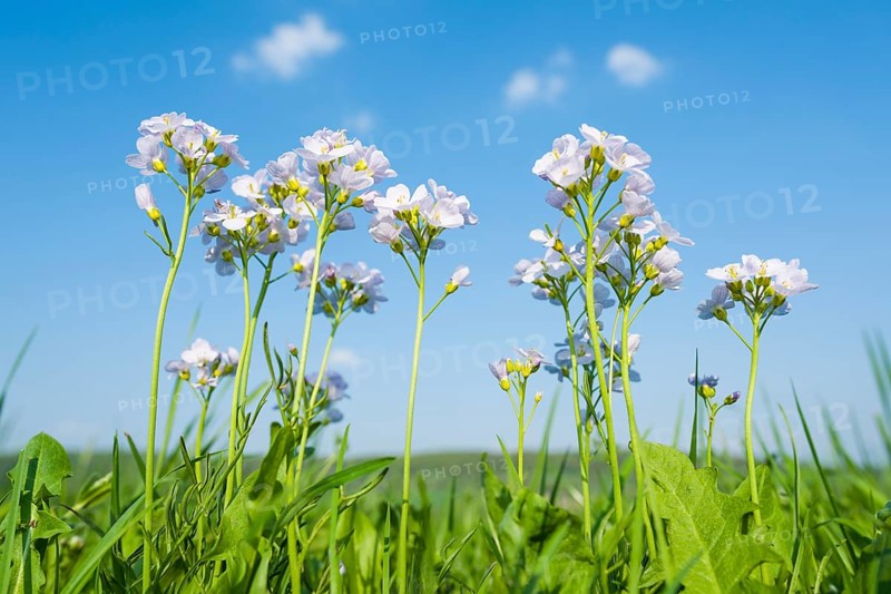 Cuckoo flower (Cardamine pratensis)