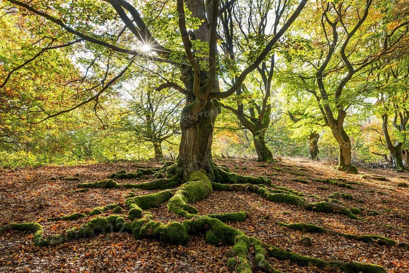 Common beech (Fagus sylvatica)