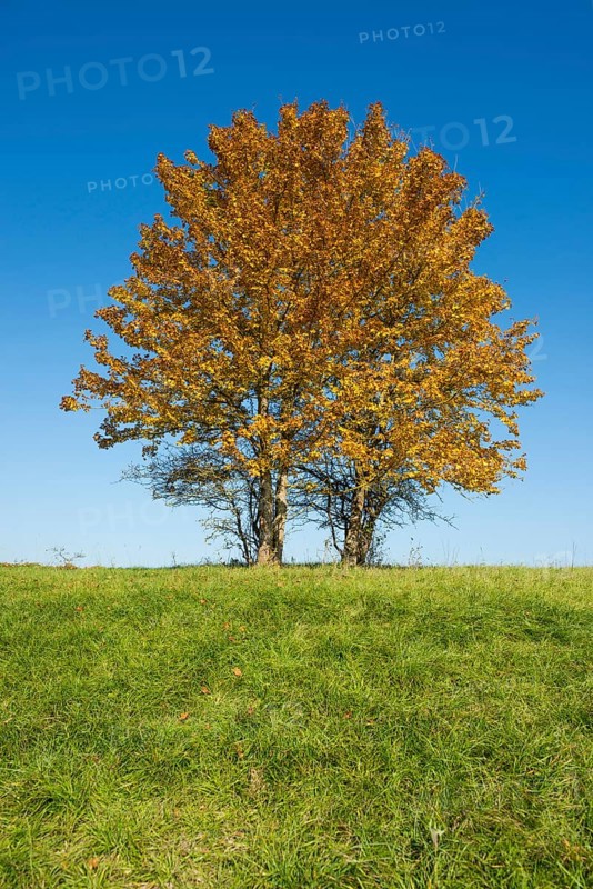 Field maple (Acer campestre)
