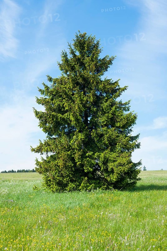 Norway spruce (Picea abies)