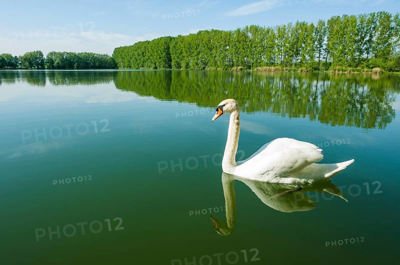 Mute swan (Cygnus olor)
