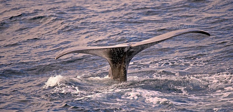 Sperm whale or cachalot (Physeter catadon) descending