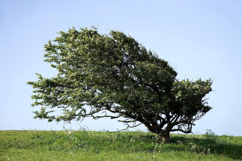 Hawthorn (Crataegus monogyna)