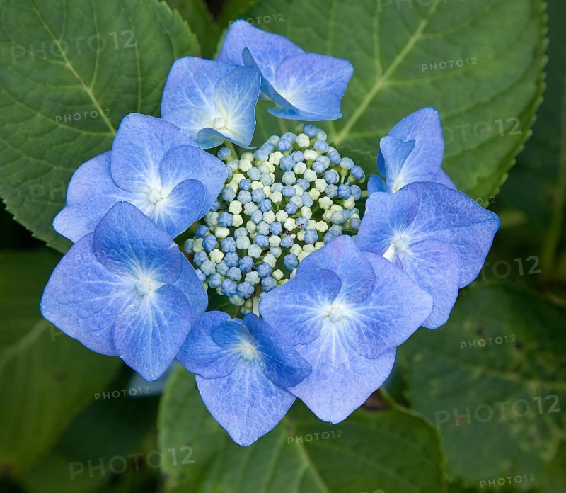 Blue hydrangea (Hydrangea serrata)
