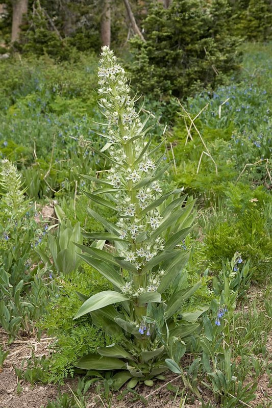 Flower of a elkweed (Frasera speciosa)