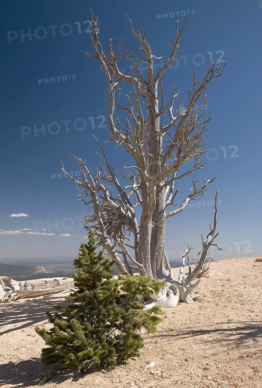 Dead and young Rocky Mountain bristlecone pine (Pinus aristata)