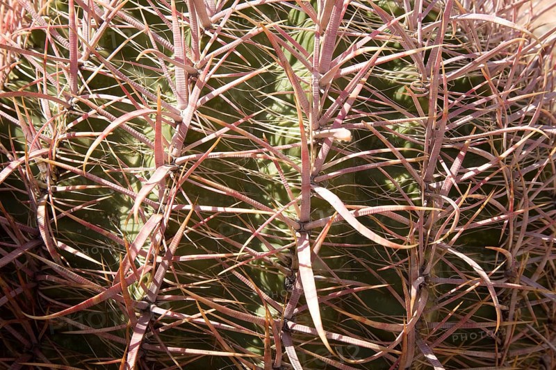 Detail Barrel Cactus (Ferocactus acanthodes)
