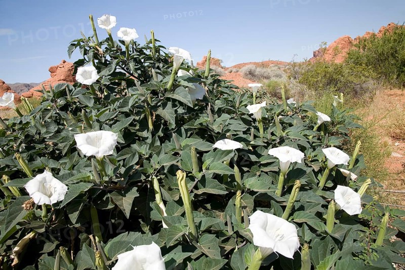 Flowering Wright's Jimsonweed (Datura weightii)