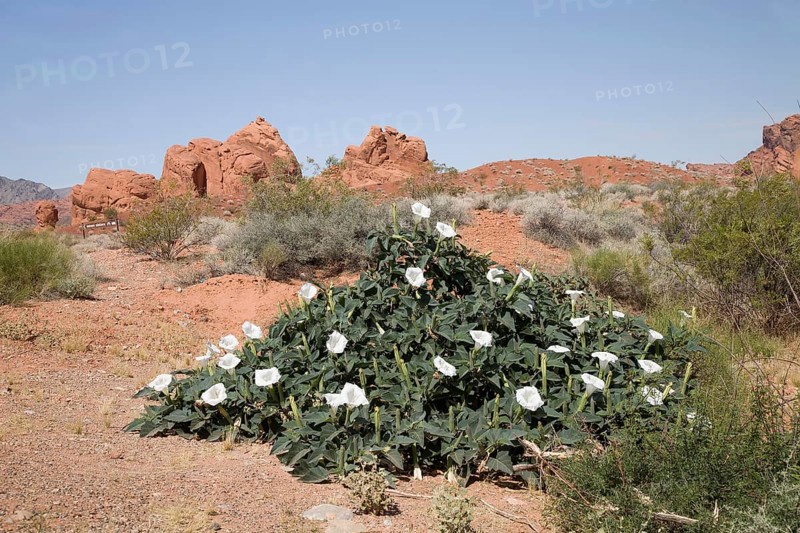 Flowering Wright's Jimsonweed (Datura weightii)