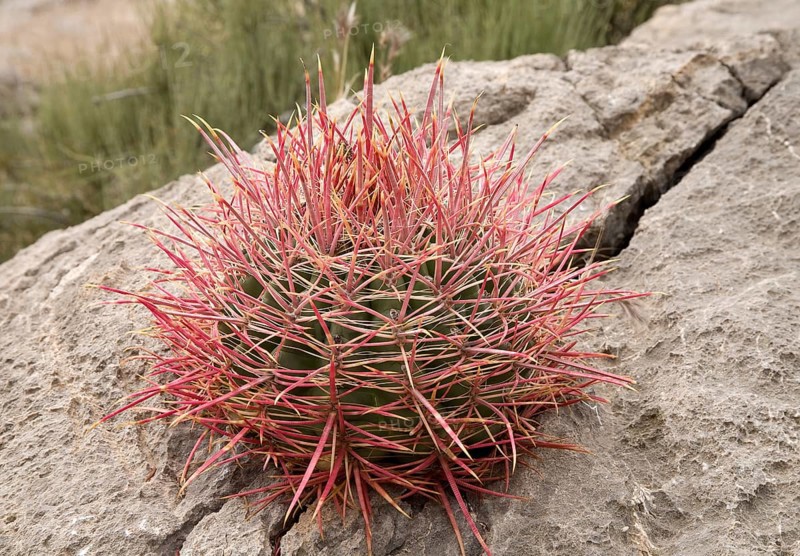 Young plant Barrel Cactus (Ferocactus acanthodes) on a rock