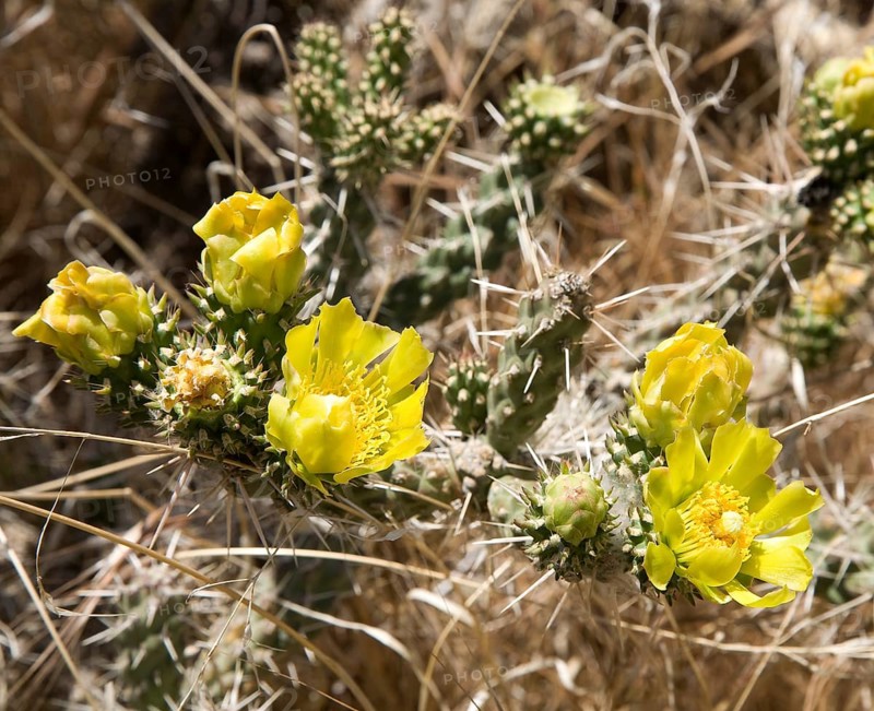 Brittle prickly pear (Opuntia fragilis) with yellow flowers