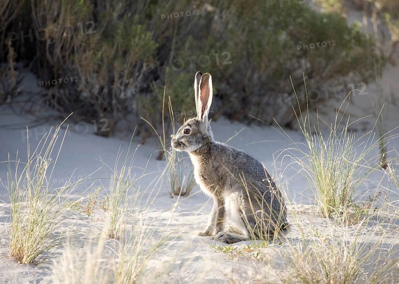 Black-tailed jackrabbit (Lepus californicus) sits on sandy ground