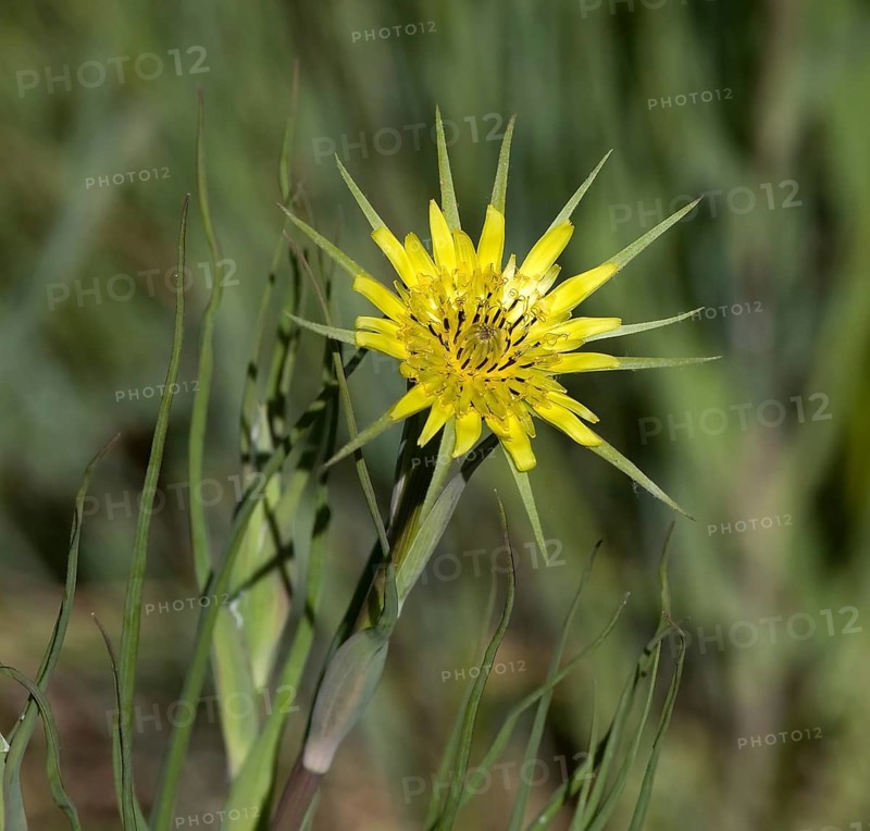 Western salsify (Tragopogon dubius)
