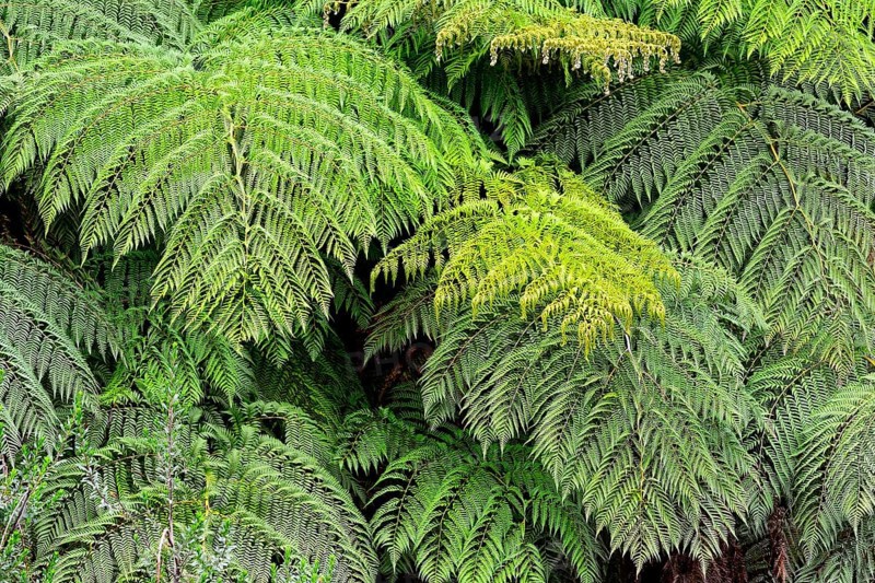 Feathered leaves a fern (Tracheophyta)