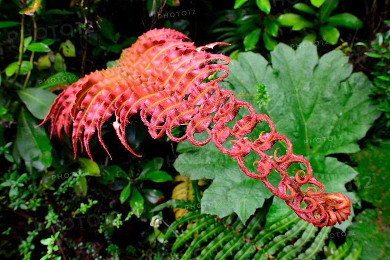 Red fern (Tracheophyta)