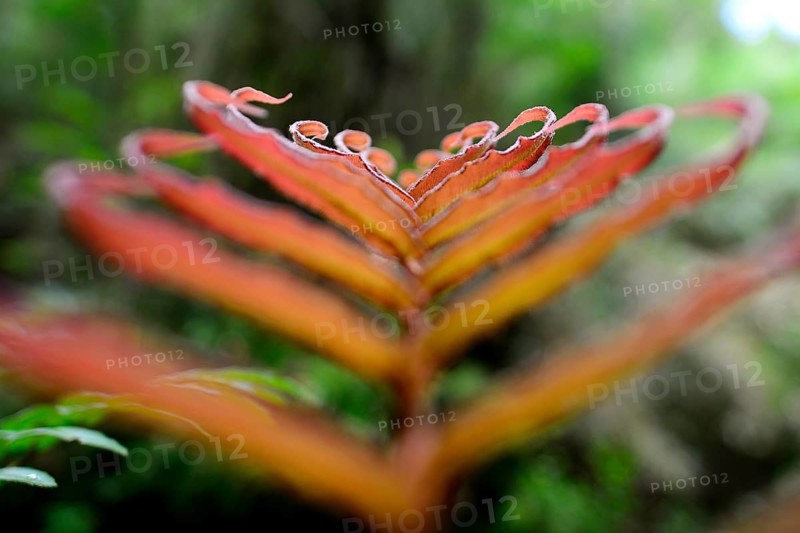 Red leaf