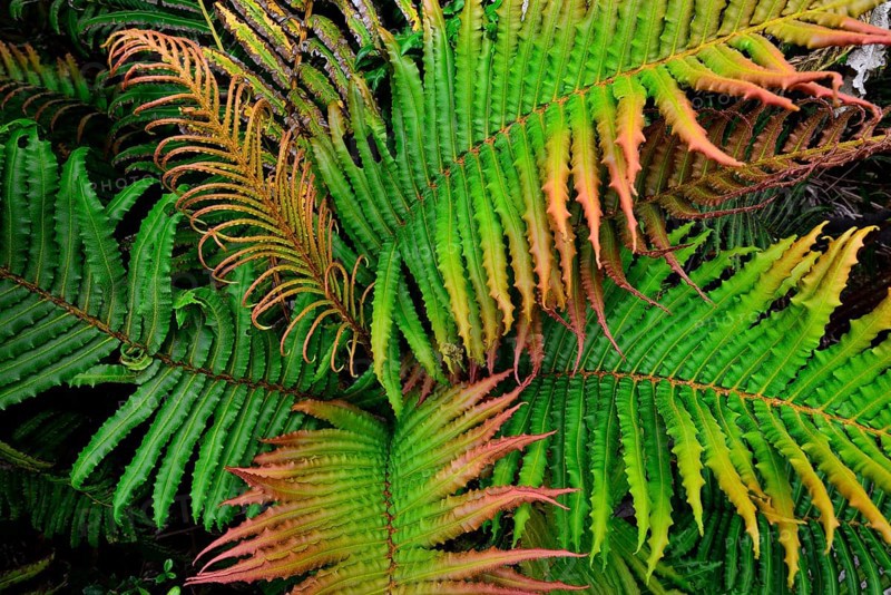 Fern (Tracheophyta)