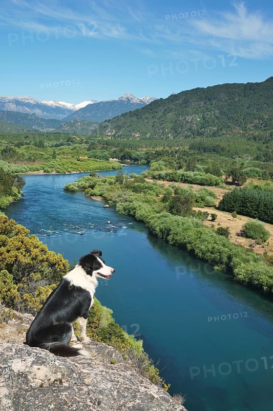 Border Collie on a viewpoint over the river valley of the Rio Futaleufu