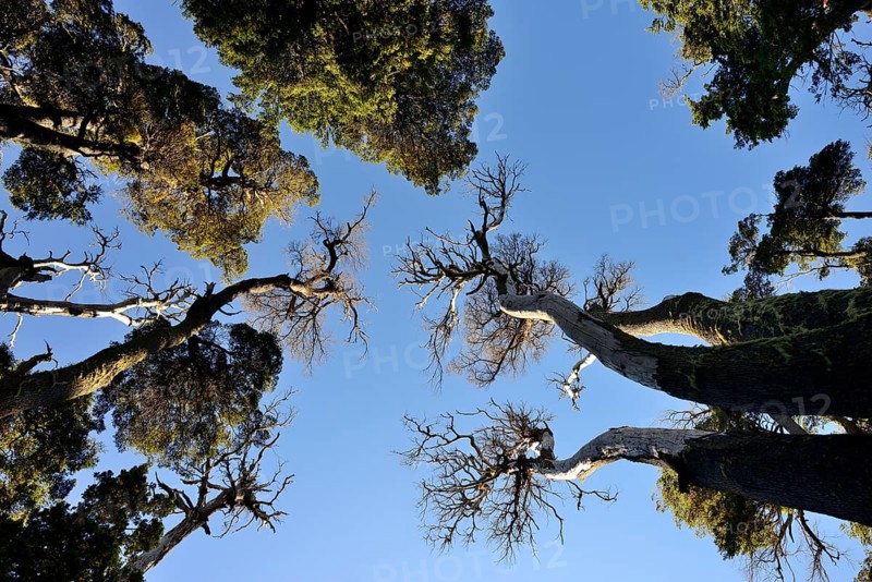 View into the treetops