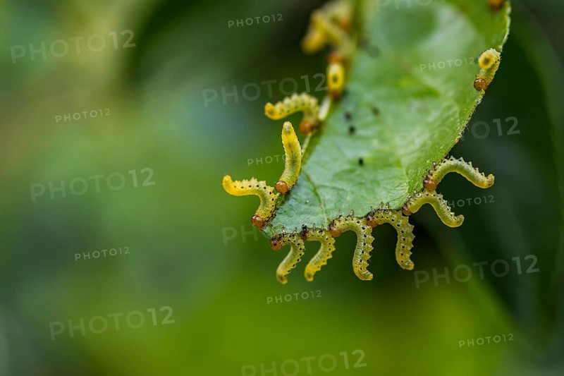 Orchard ermine (Yponomeuta padella) on leaf