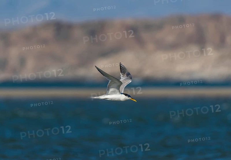 Greater crested tern (Thalasseus bergii) flying over sea