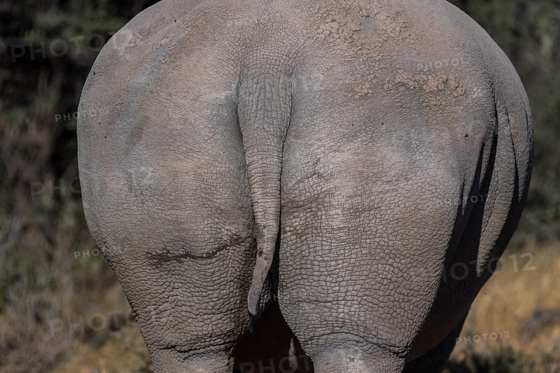 White rhinoceros (Ceratotherium simp)