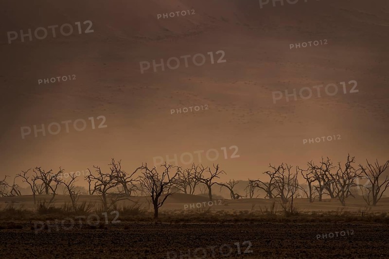 Dry trees in sandstorm