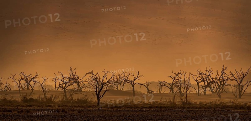 Dry trees in sandstorm