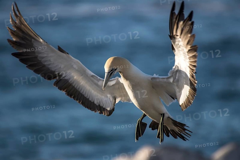 Cape gannet (Morus capensis) in flight by Bird Island in Lambert's Bay