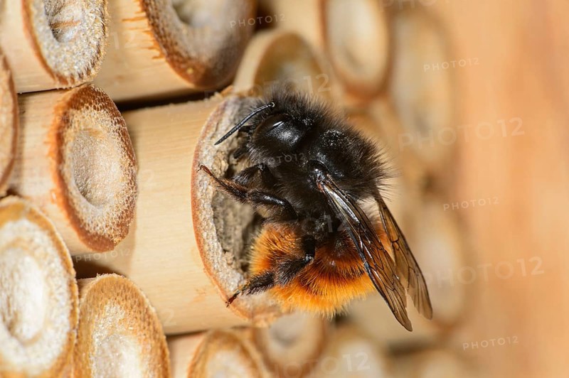 Hornfaced bee (Osmia cornuta)