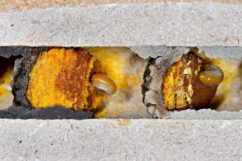 Larvae of the Horned mason bee (Osmia cornuta) eat pollen