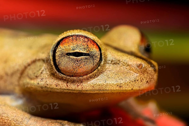 Gunther's banded tree frog (Hypsiboas fasciatus)